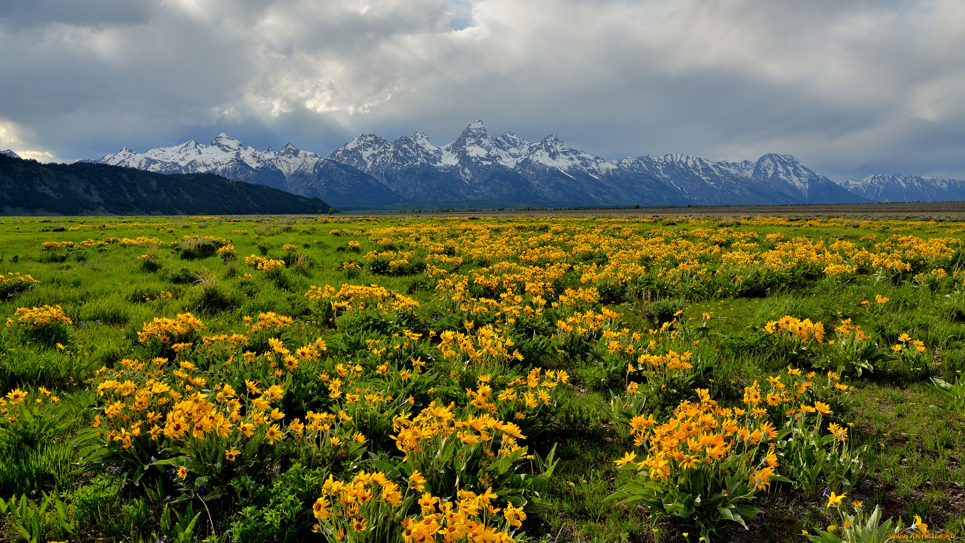 природа, луга, горы, цветы, равнина