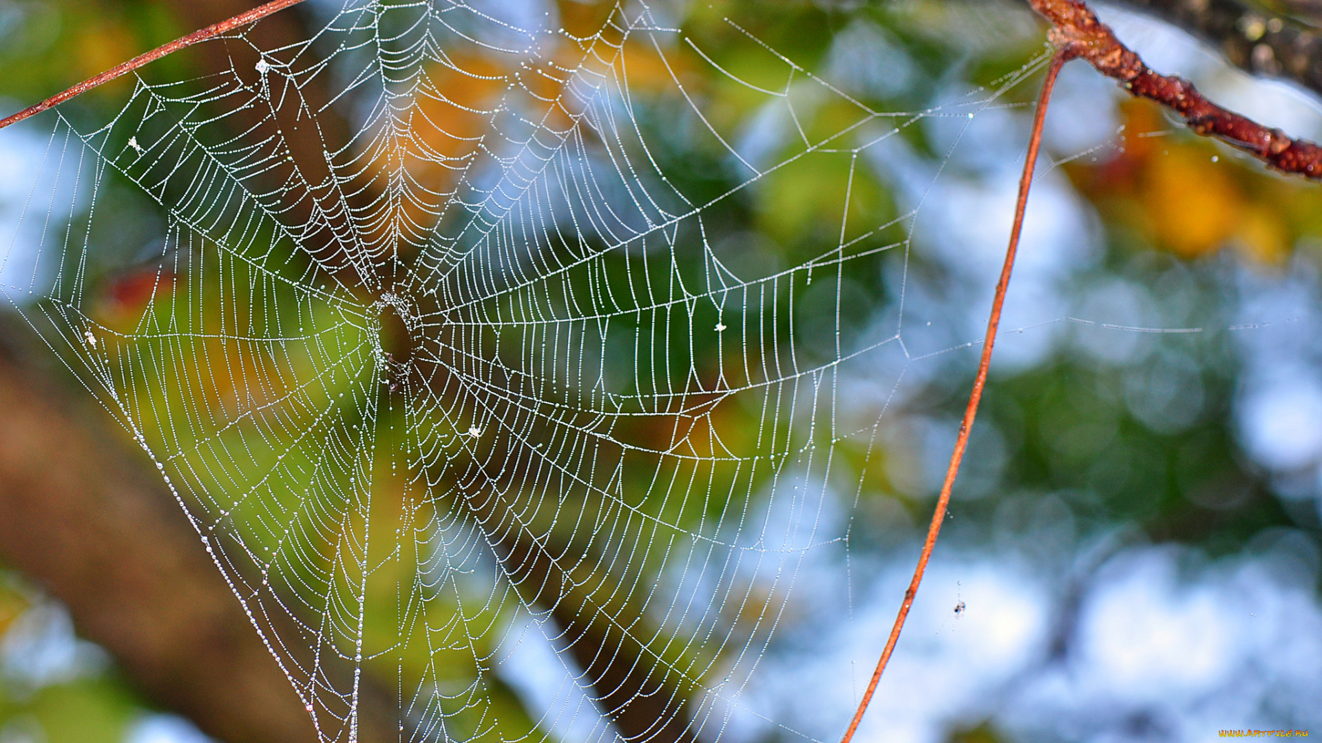 природа, макро, роса, фон, паутина, утро