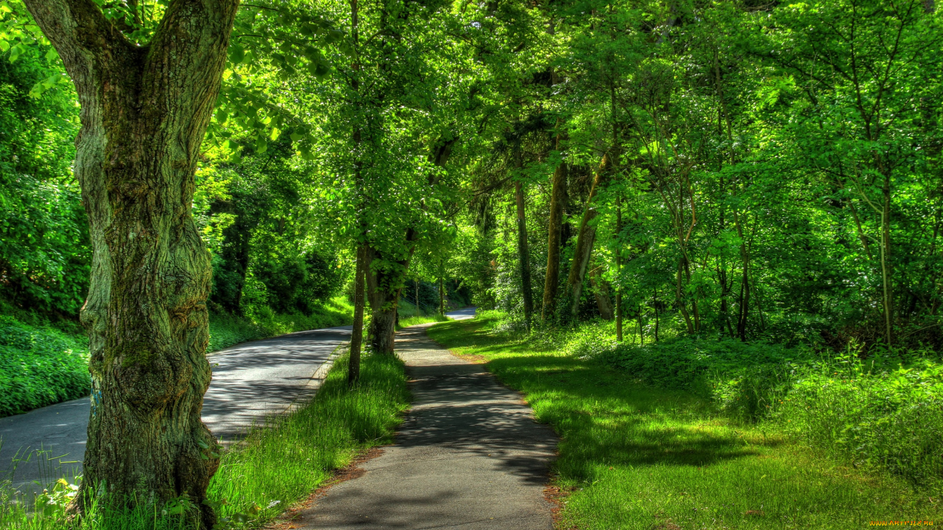 природа, парк, wetzlar, германия, трава, деревья, зелень, тротуар, дорога