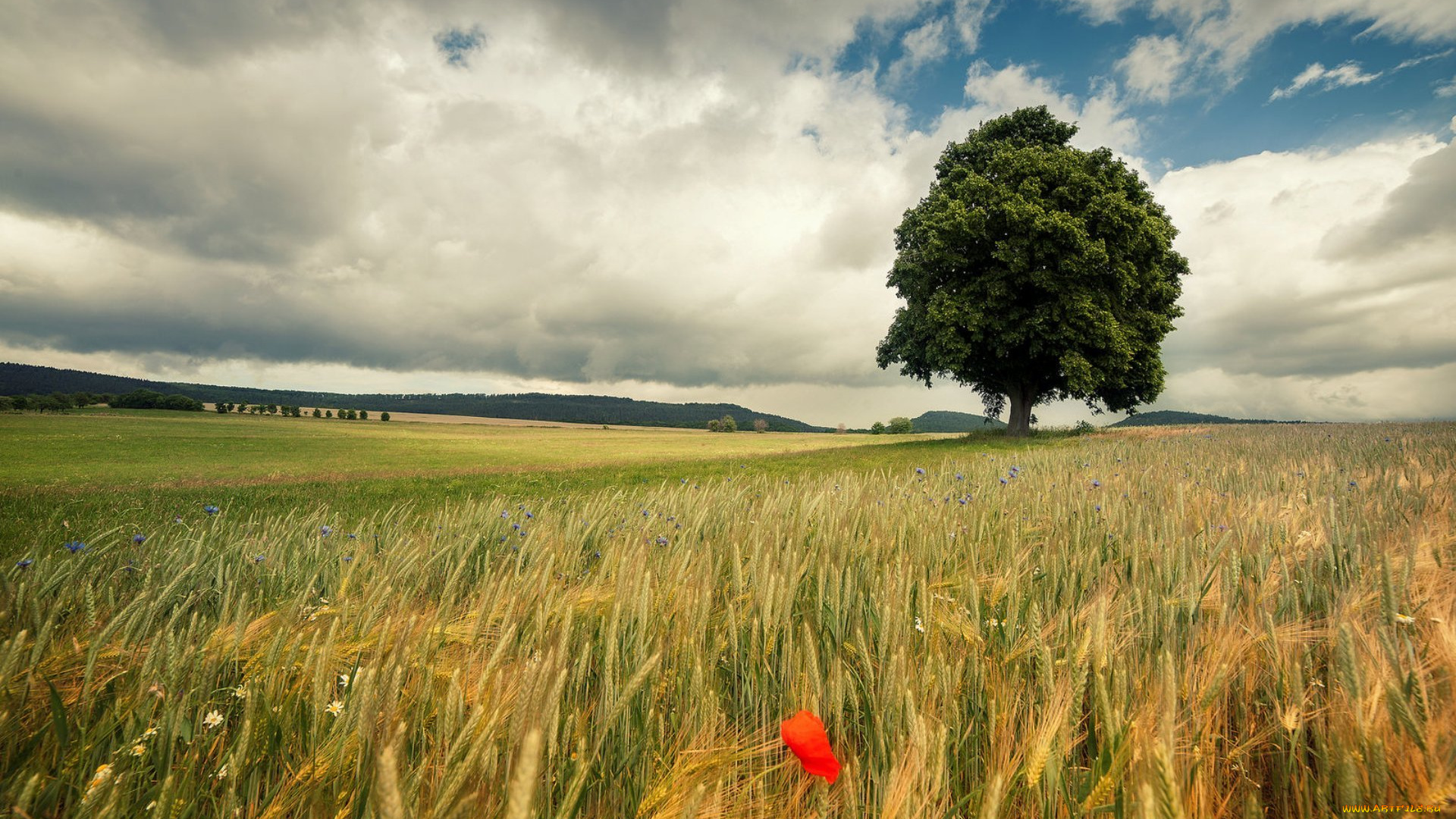 природа, поля, мак, дерево, поле