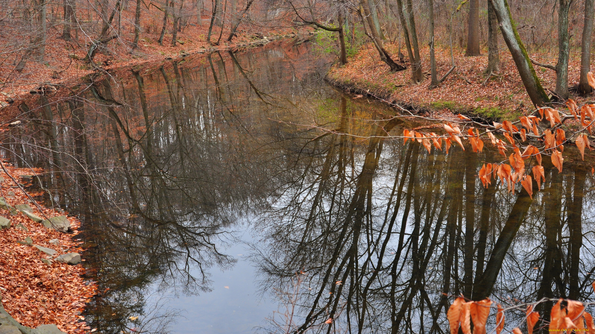 природа, реки, озера, вода, лес, осень, деревья, лужа