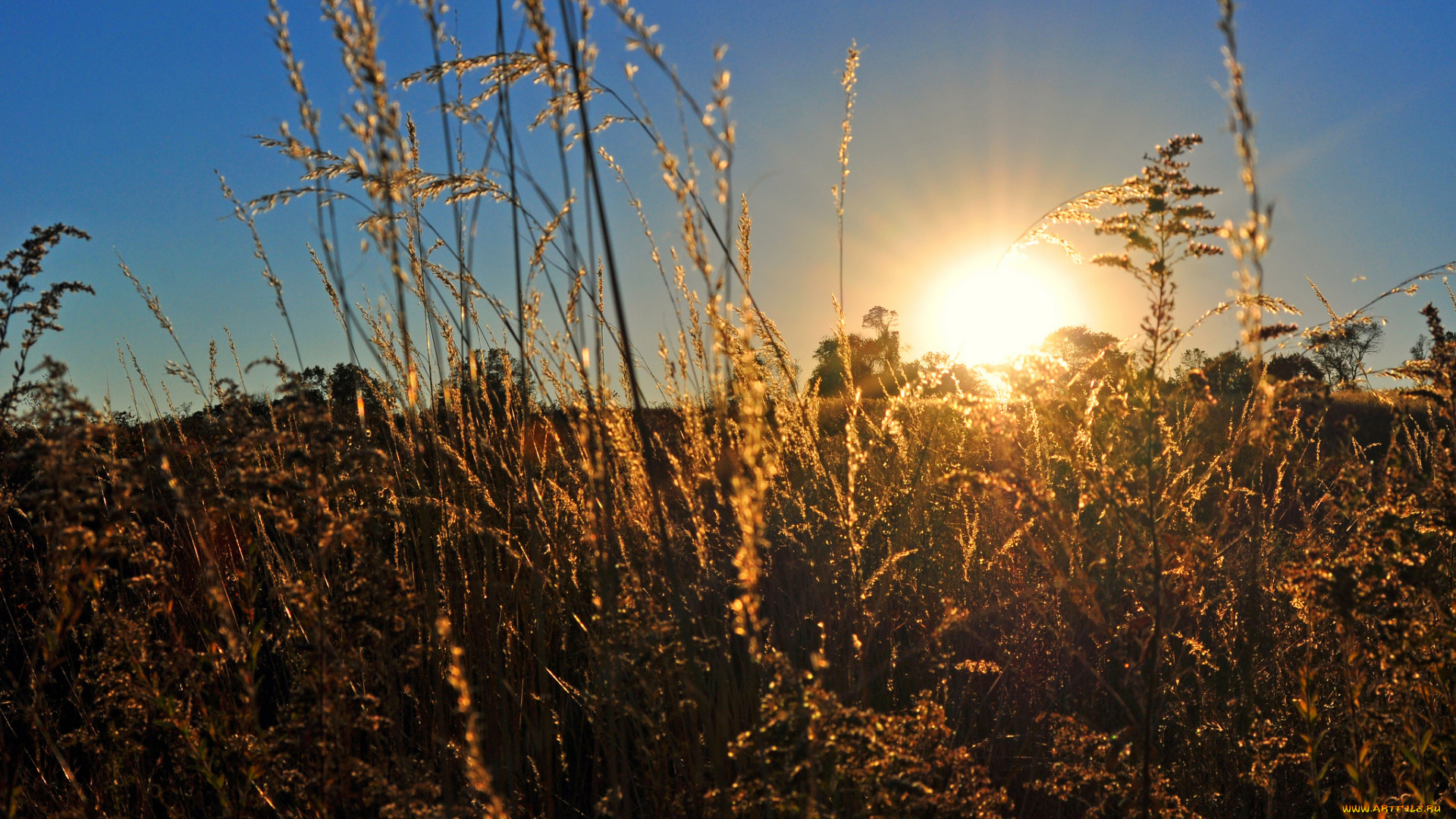 природа, восходы, закаты, солнце, трава, небо