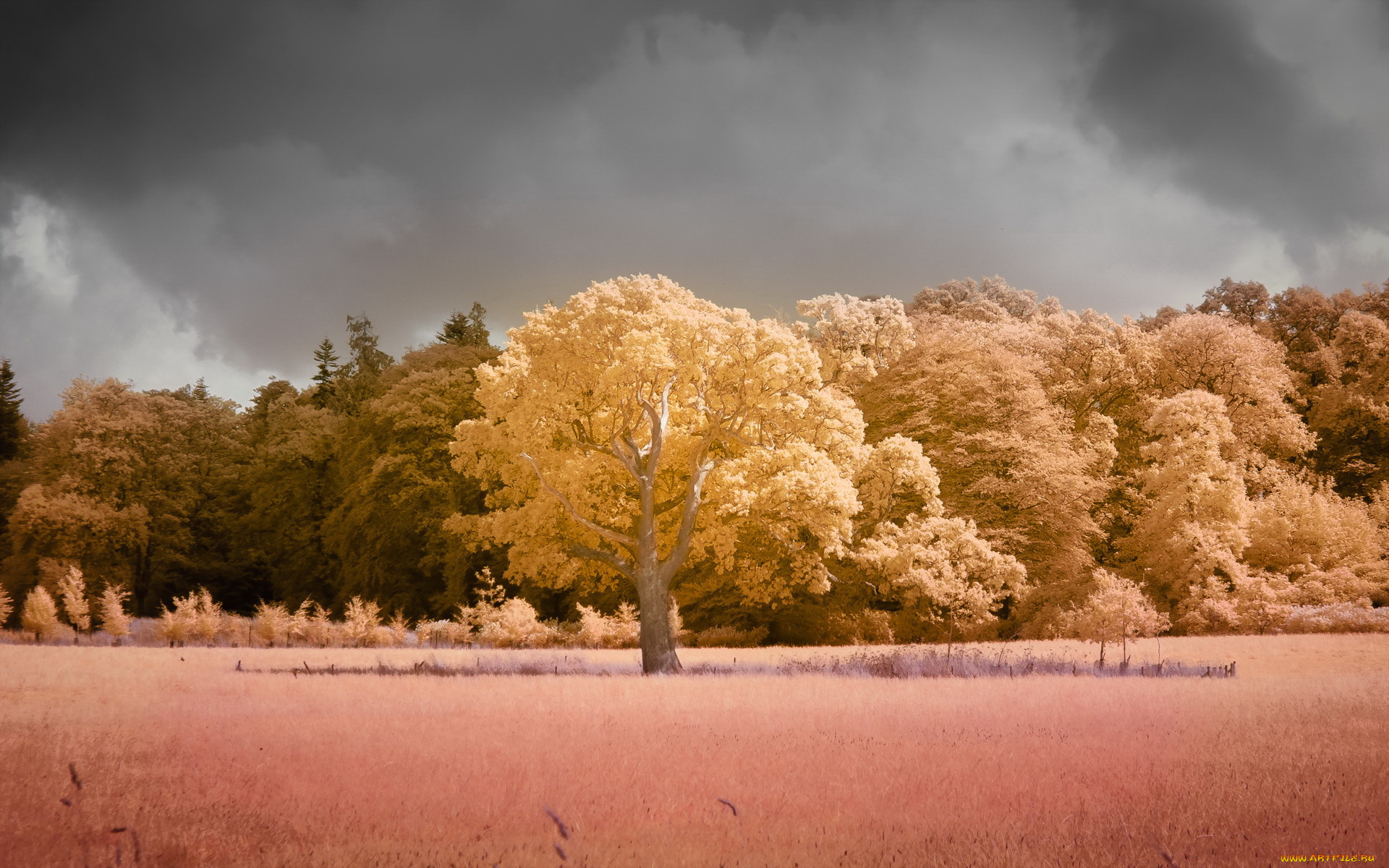 природа, лес, цвет, дерево, поле