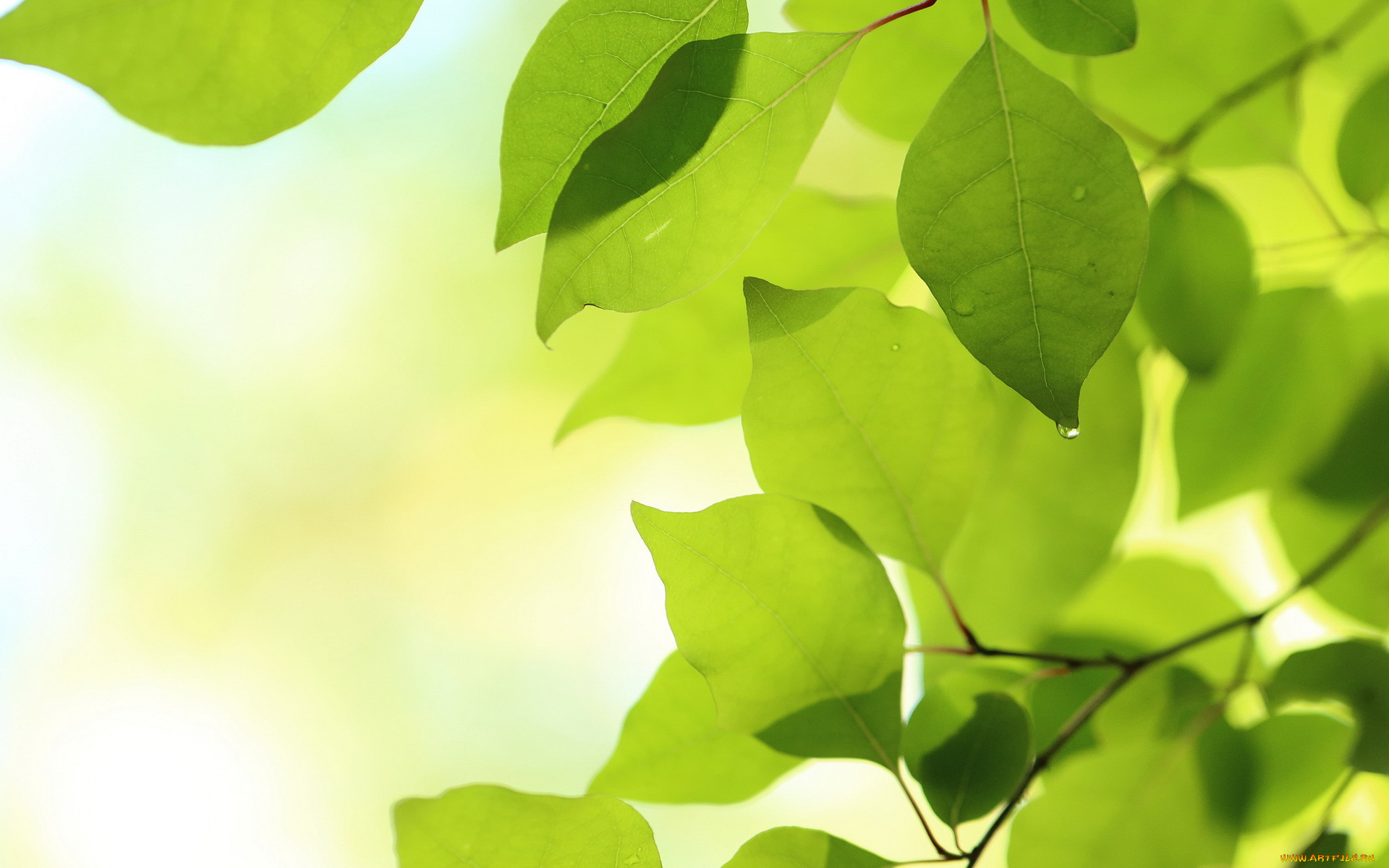 природа, листья, ветки