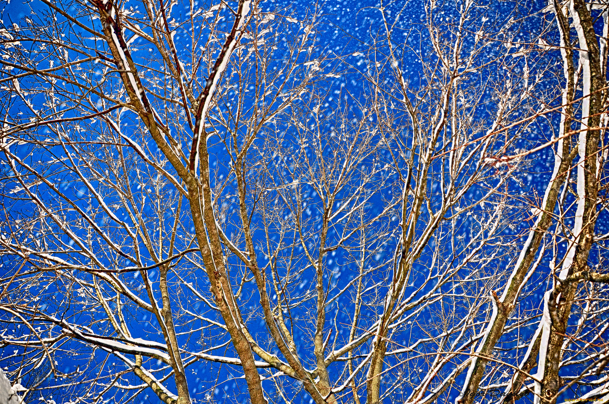 природа, деревья, небо, ветки, вечер