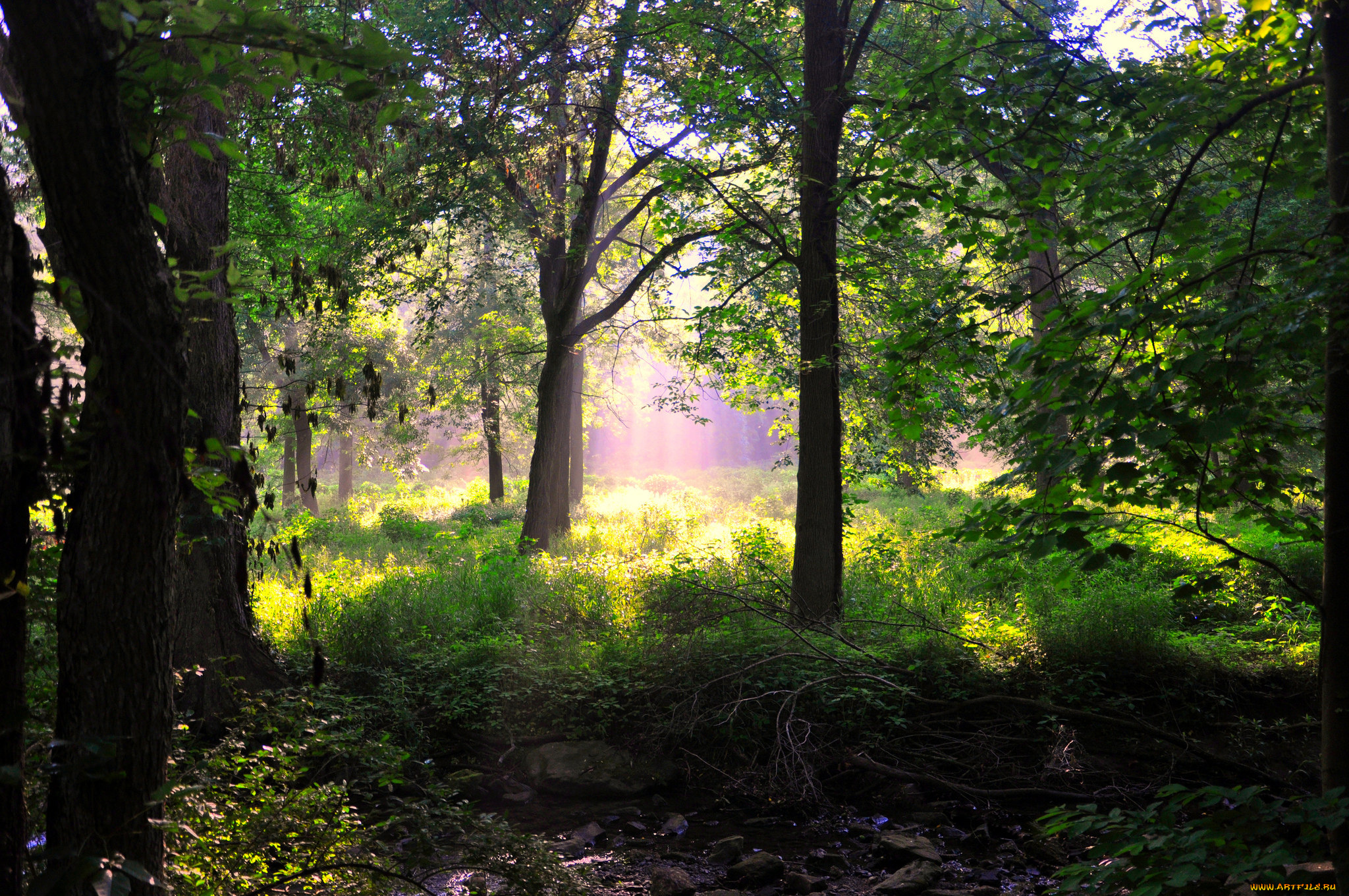 природа, лес, деревья