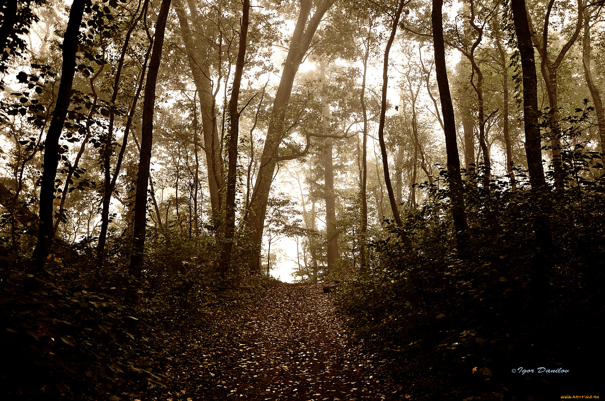 природа, лес, осень, деревья