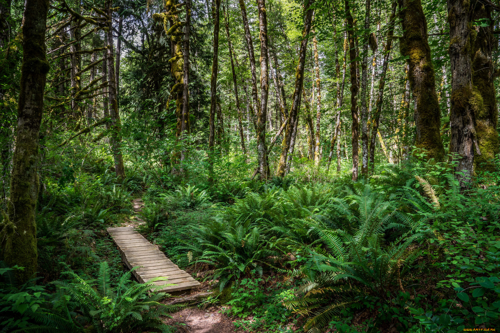 природа, дороги, тропинка, лес