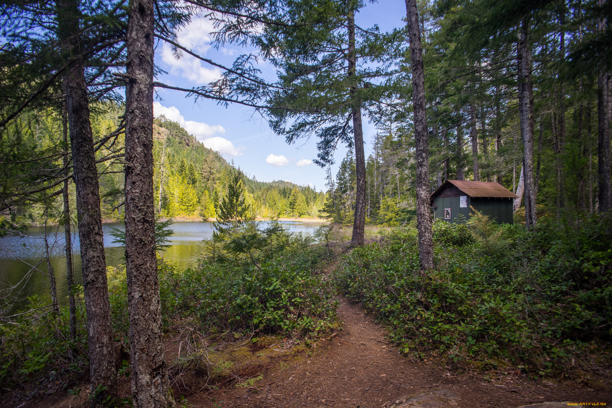 природа, дороги, тропинка, лес