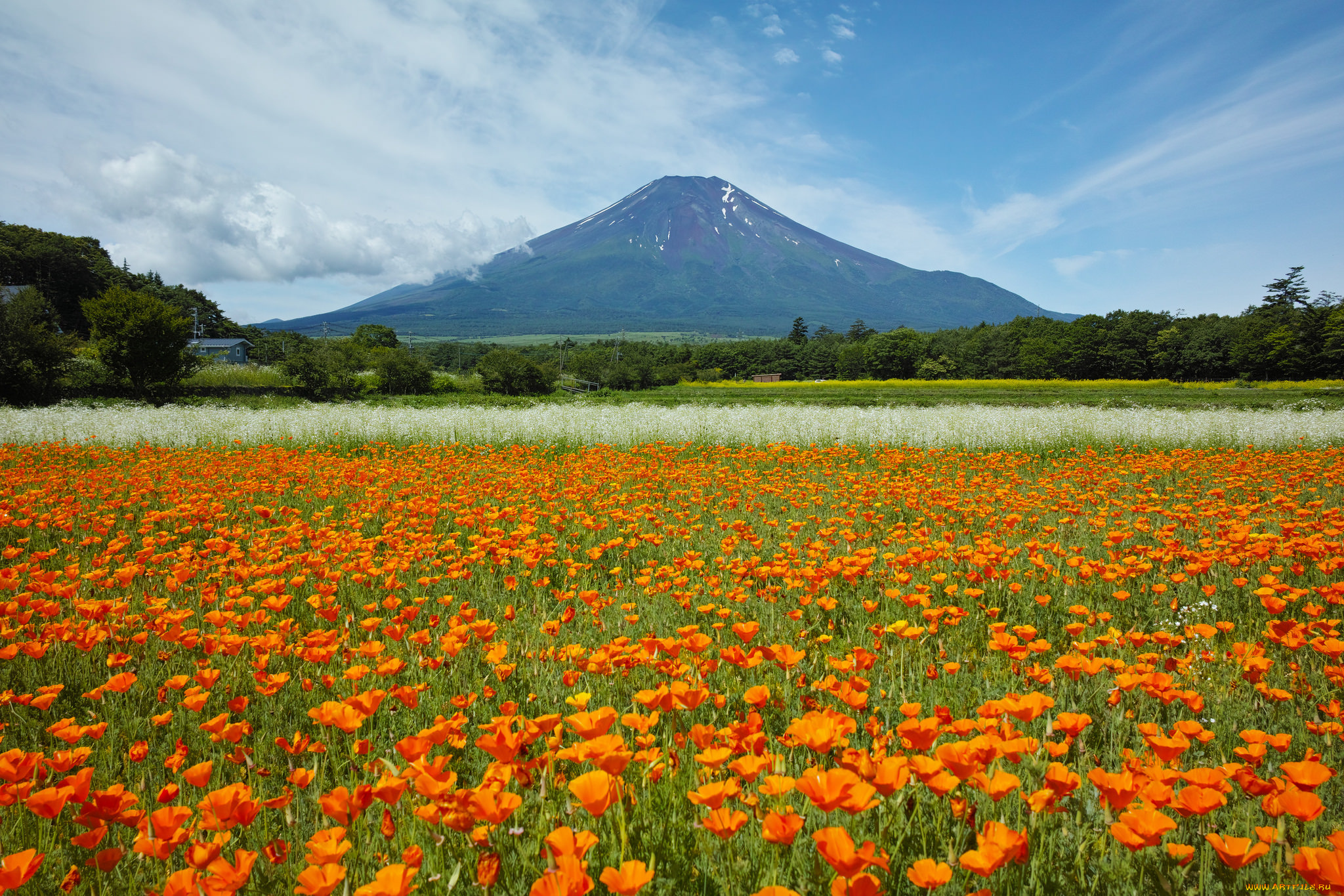природа, луга, гора, оранжевые, луг, эшшольция, цветы, небо