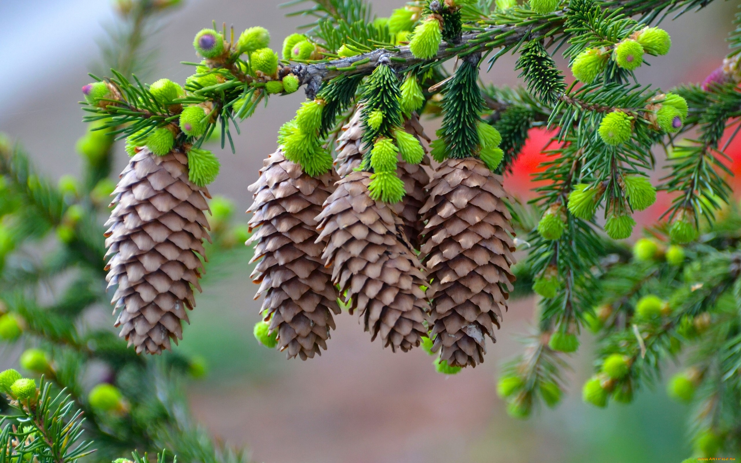 природа, шишки, , жёлуди, , каштаны, макро, иголки, ветка