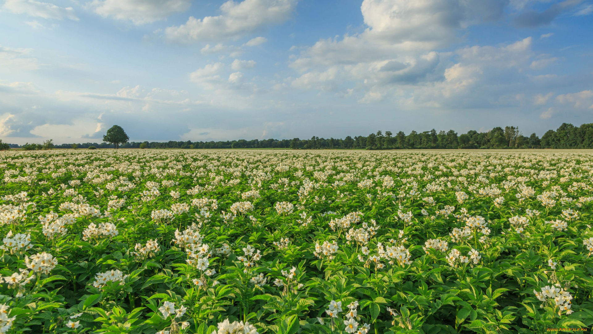природа, поля, простор