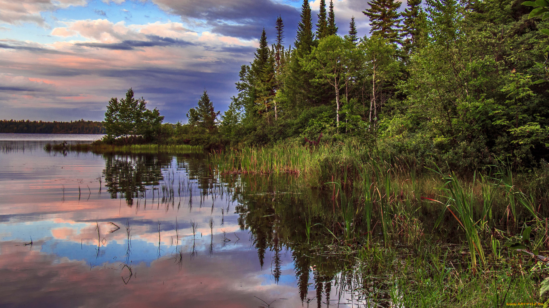 природа, реки, озера, река, лес