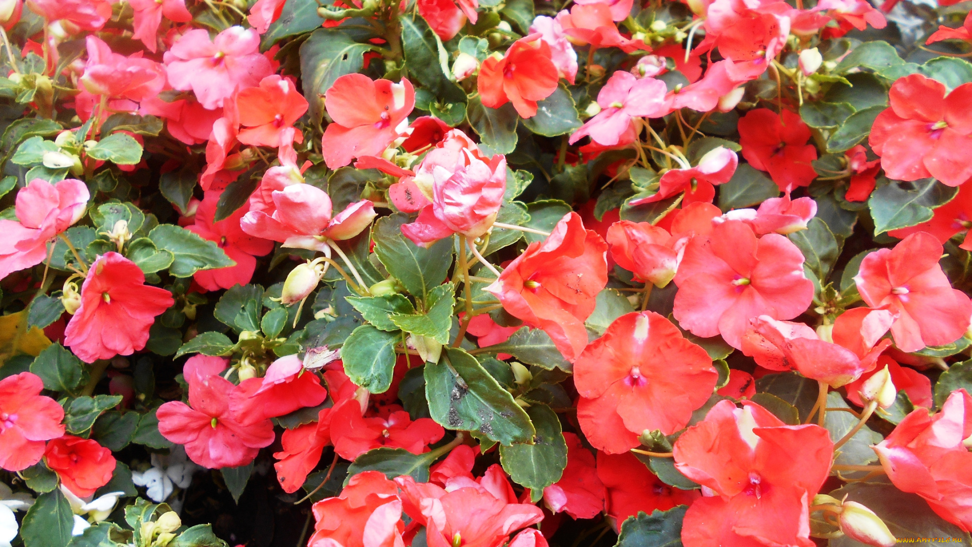 цветы, бальзамины