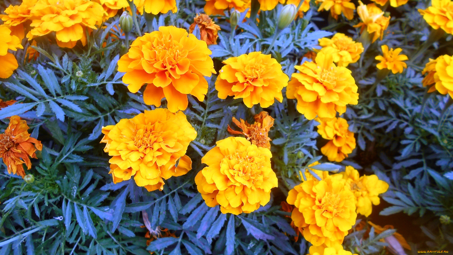 цветы, бархатцы
