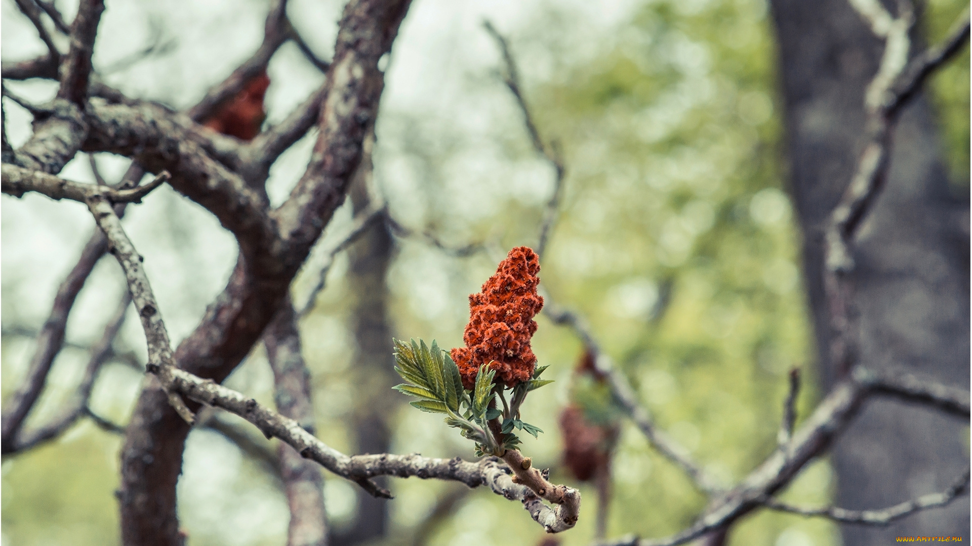 цветы, цветущие, деревья, , , кустарники, ветки, цветение, дерево