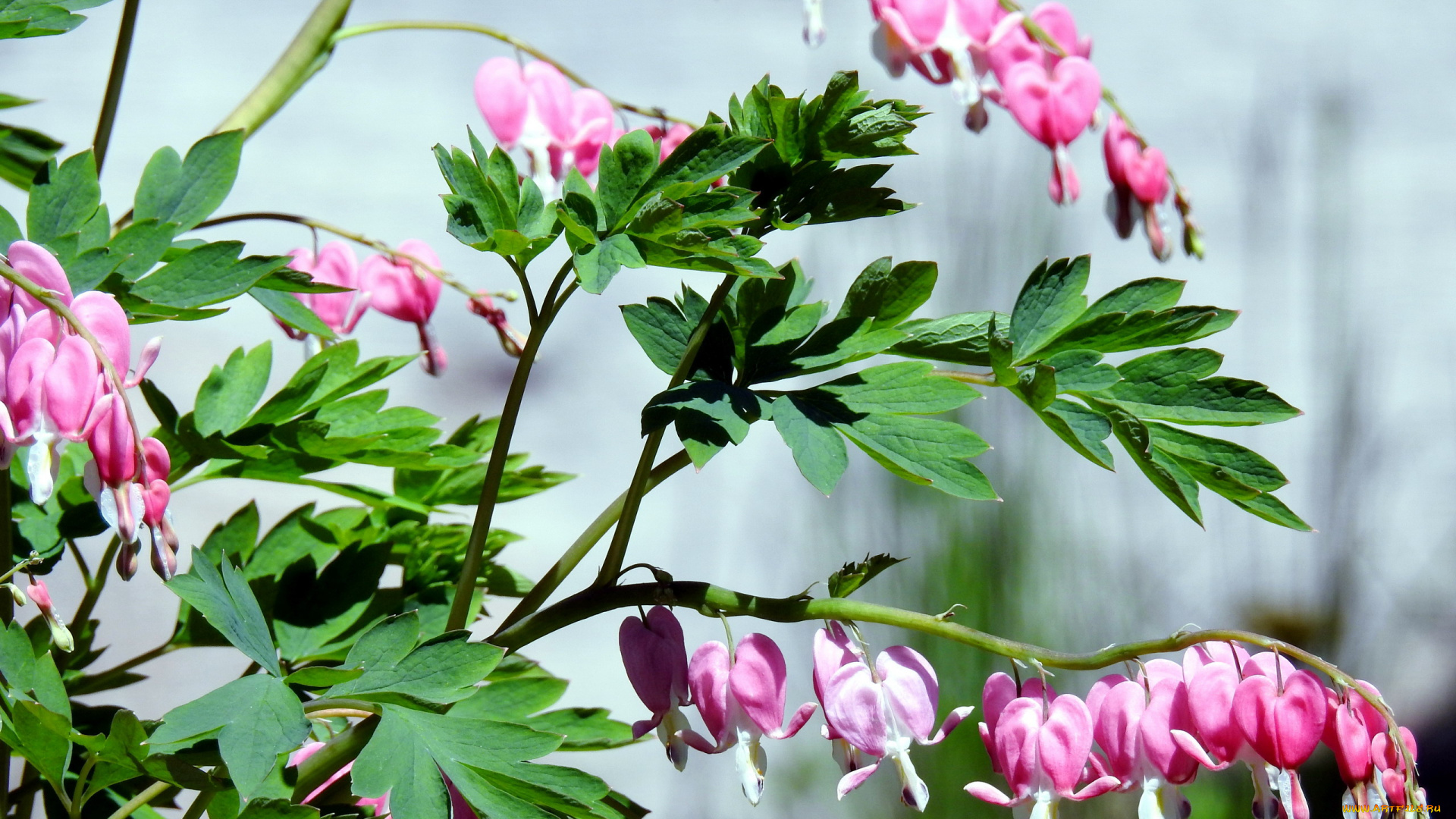 цветы, дицентра, , разбитое, сердце, розовый