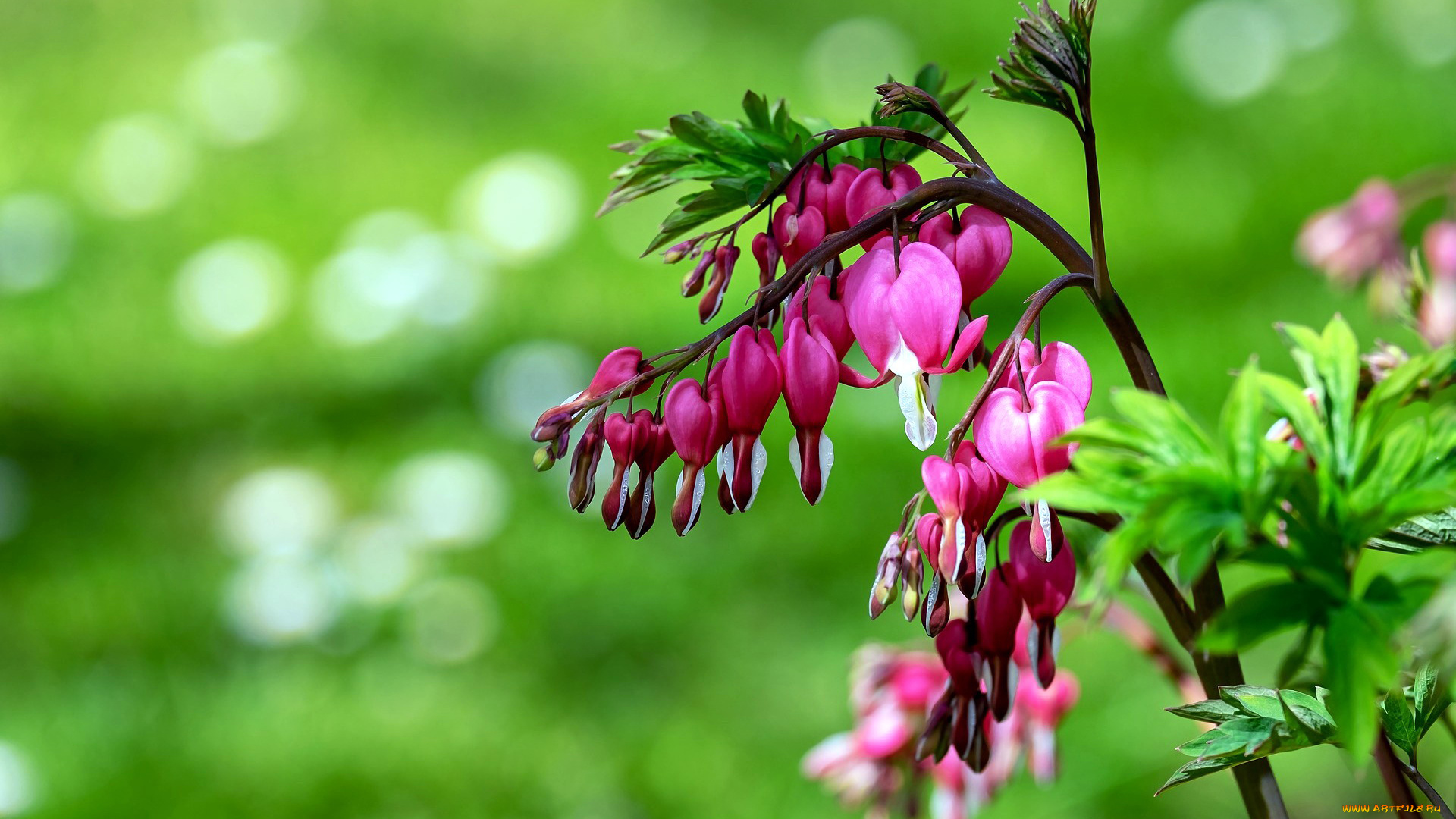 цветы, дицентра, , разбитое, сердце, розовый