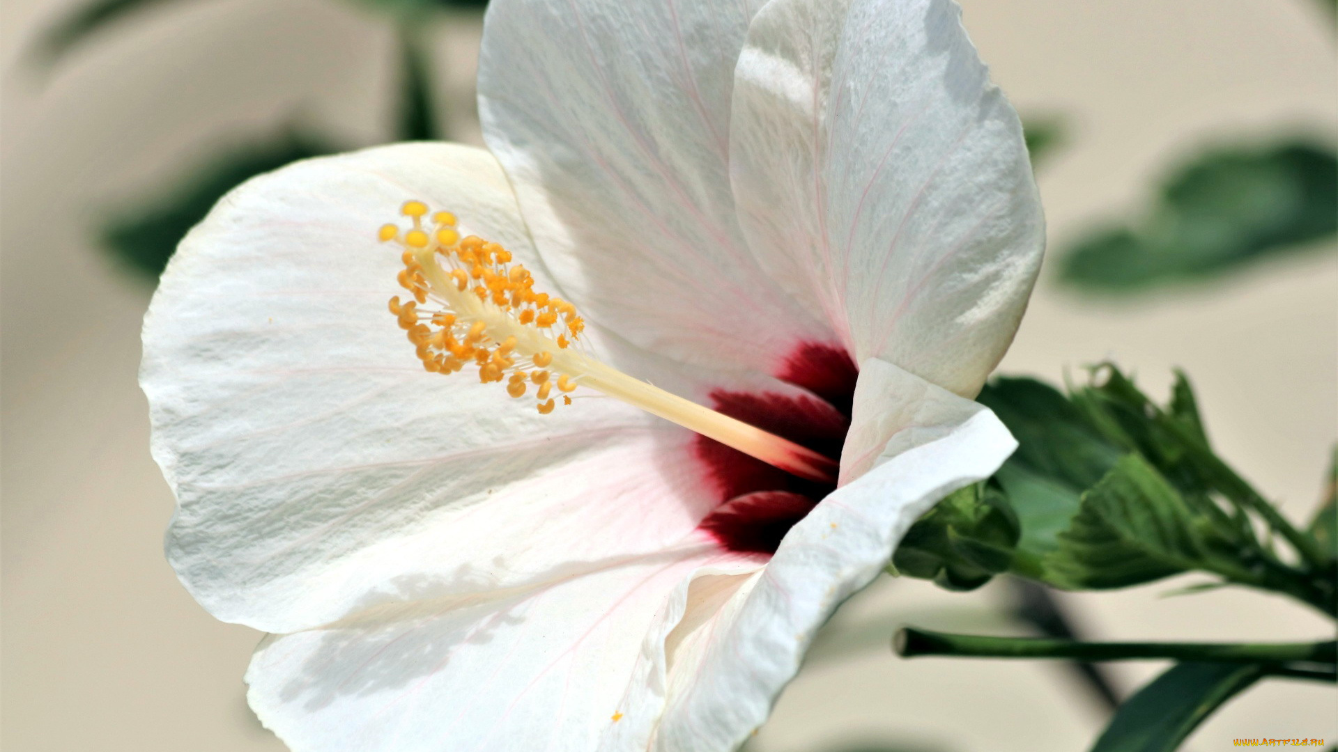 цветы, гибискусы, белый