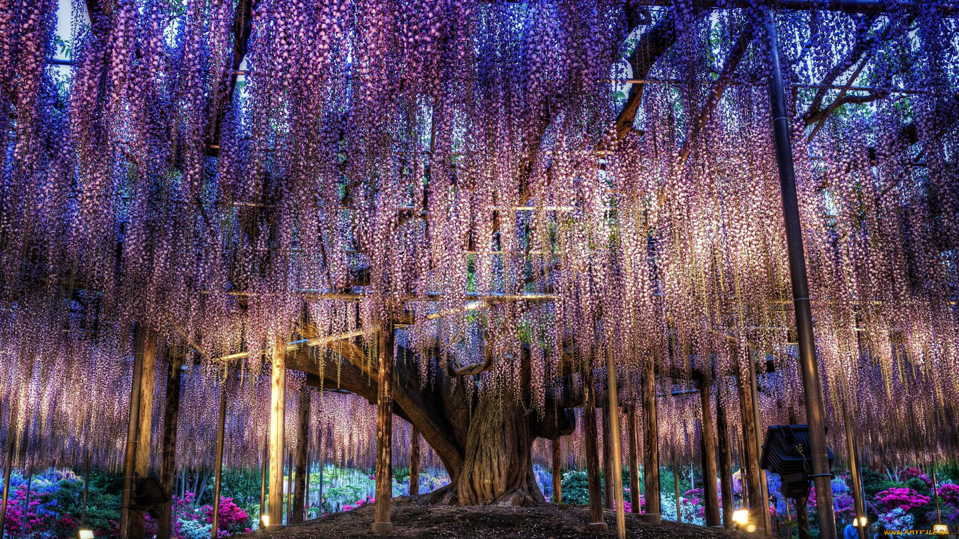 цветы, глициния, дерево