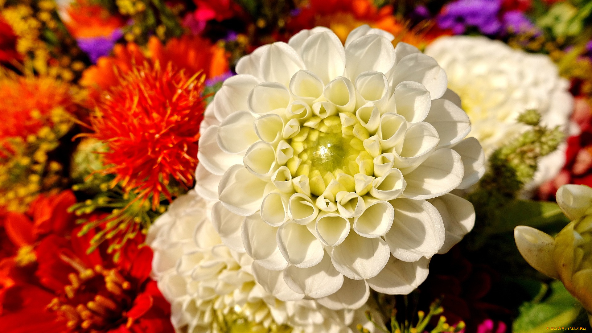 цветы, хризантемы, белый, цветок