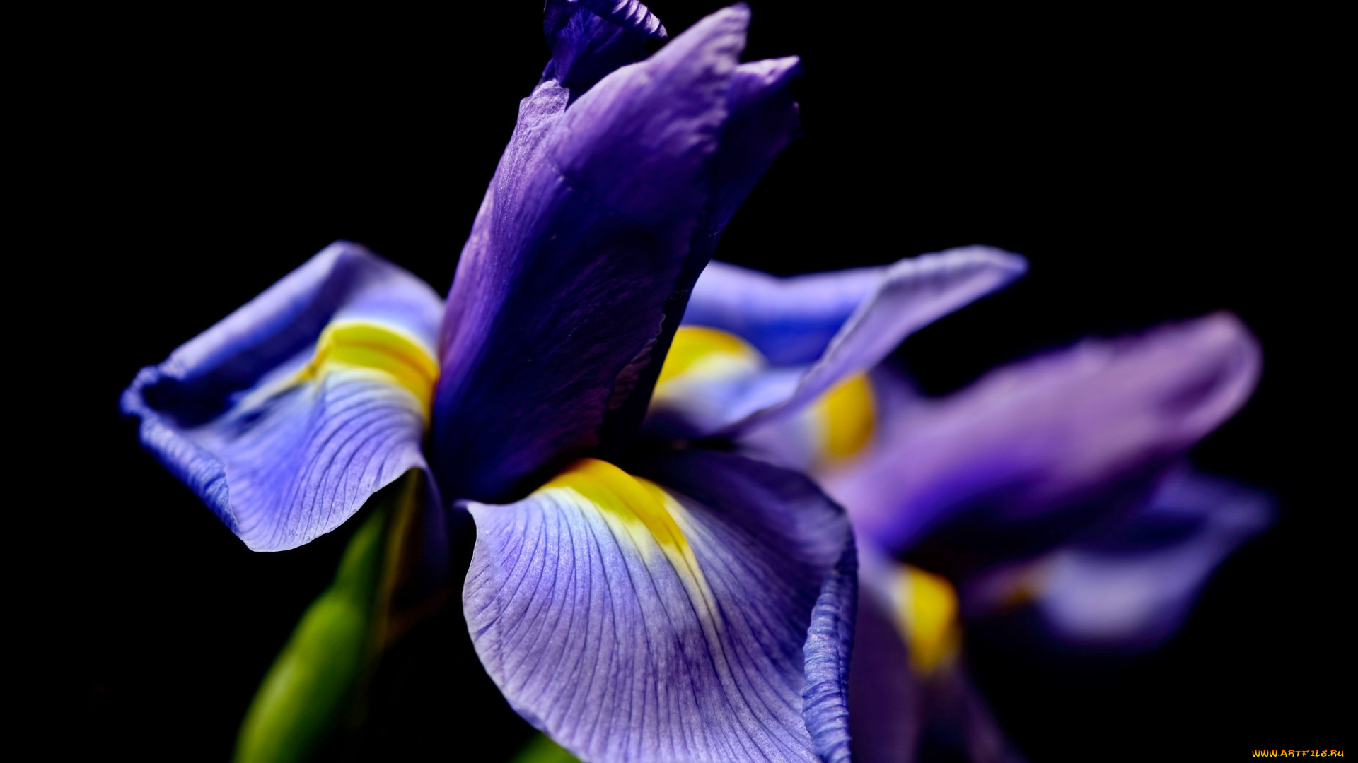 цветы, ирисы, макро
