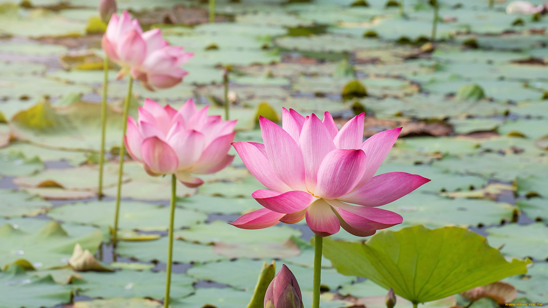 цветы, лотосы, лотос, бутоны, flowers, petals, lake, lotus, pink, розовый, озеро, waterlily