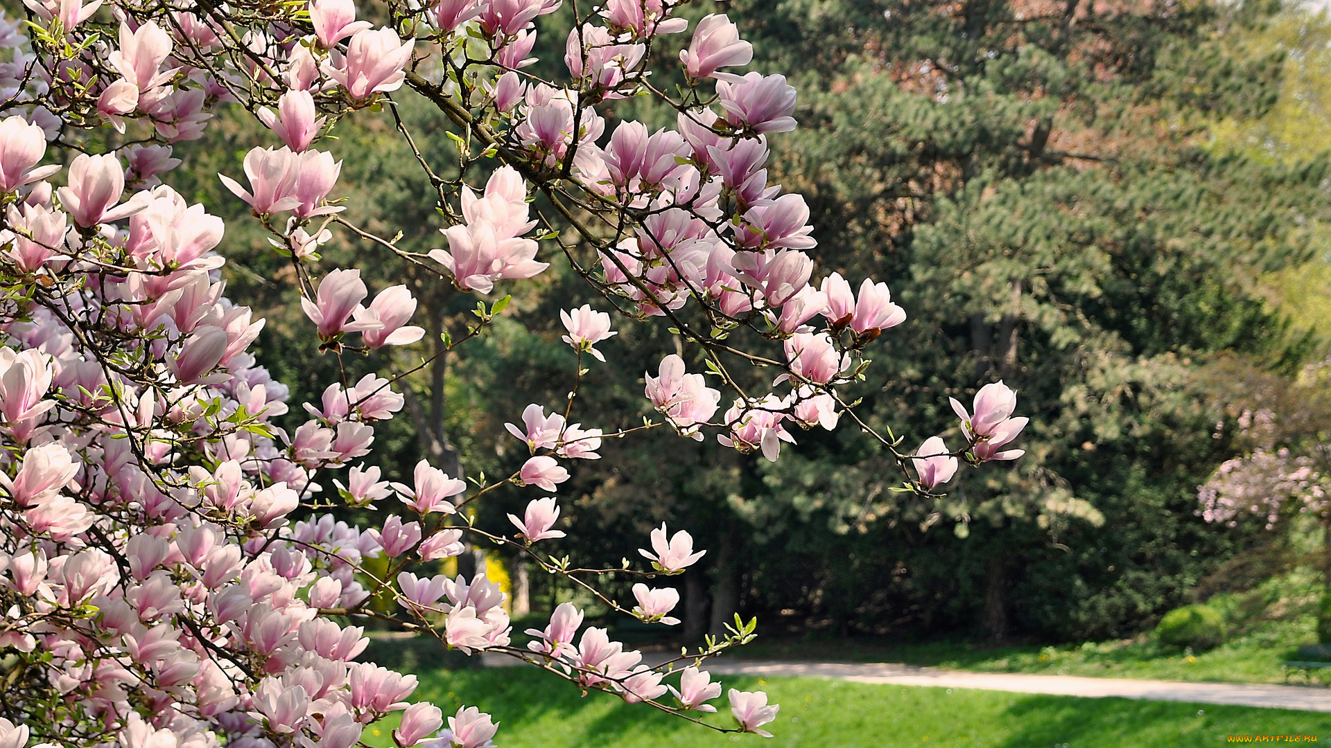 цветы, магнолии, весна, природа, цветение