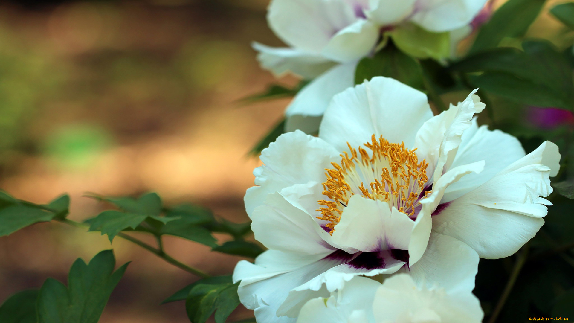 цветы, пионы, древовидный