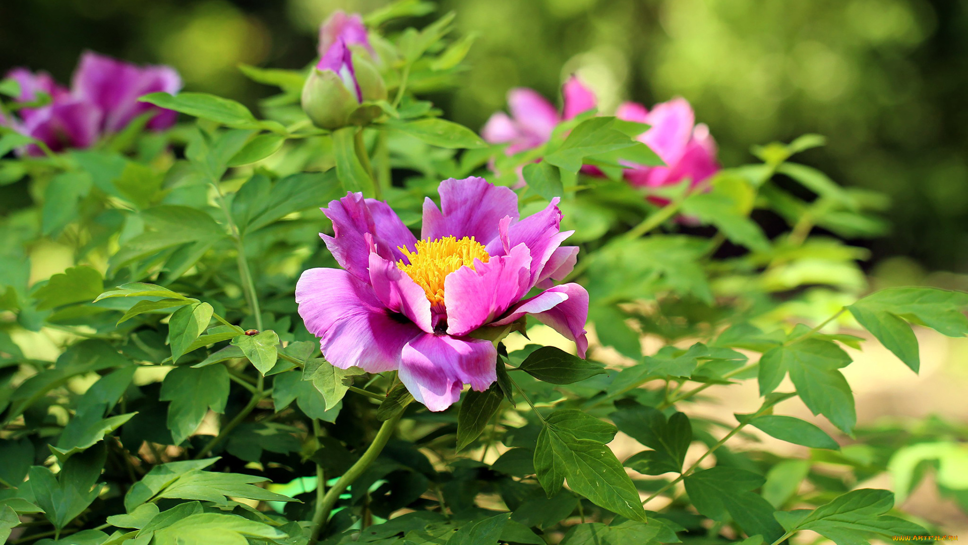 цветы, пионы, древовидный