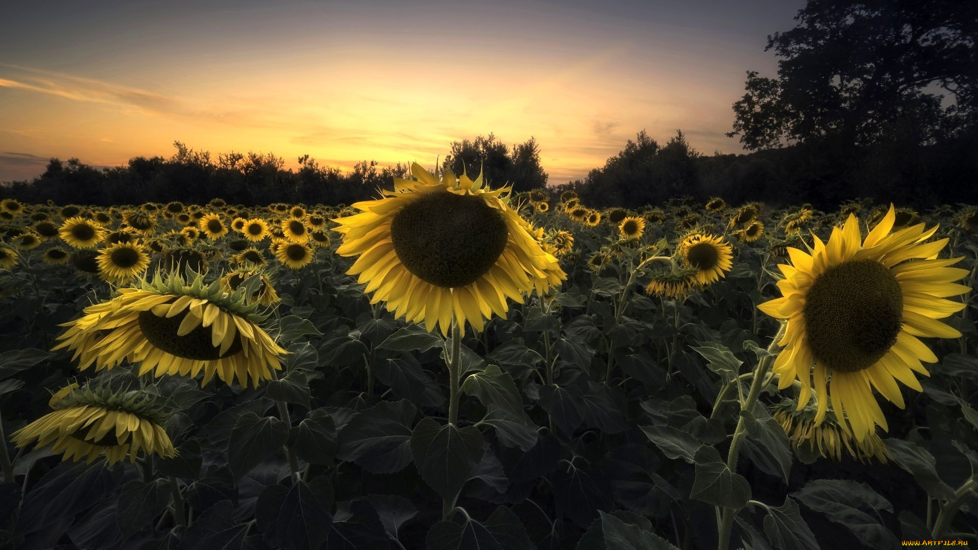 цветы, подсолнухи, поле