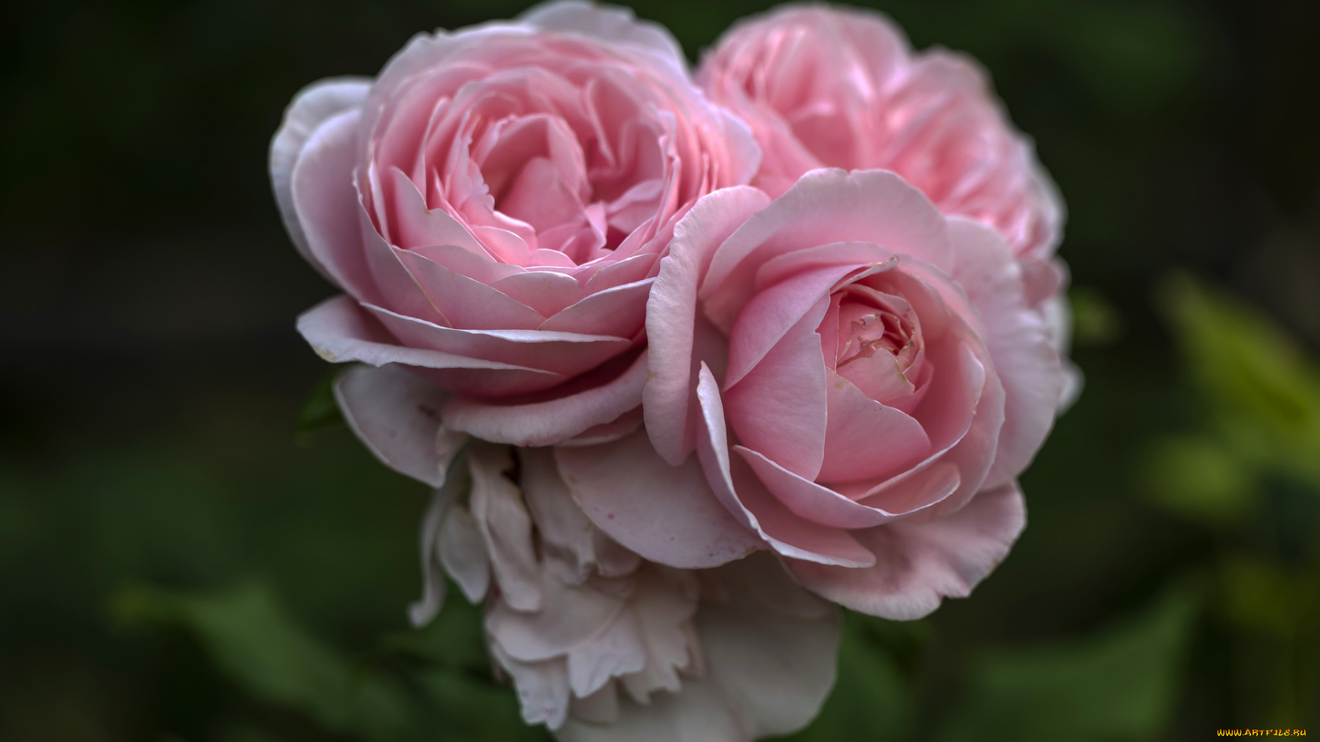 цветы, розы, бутон, лепестки