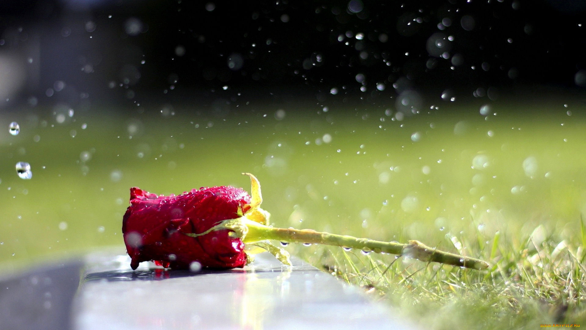 цветы, розы, дождь, капли, трава, красная, роза