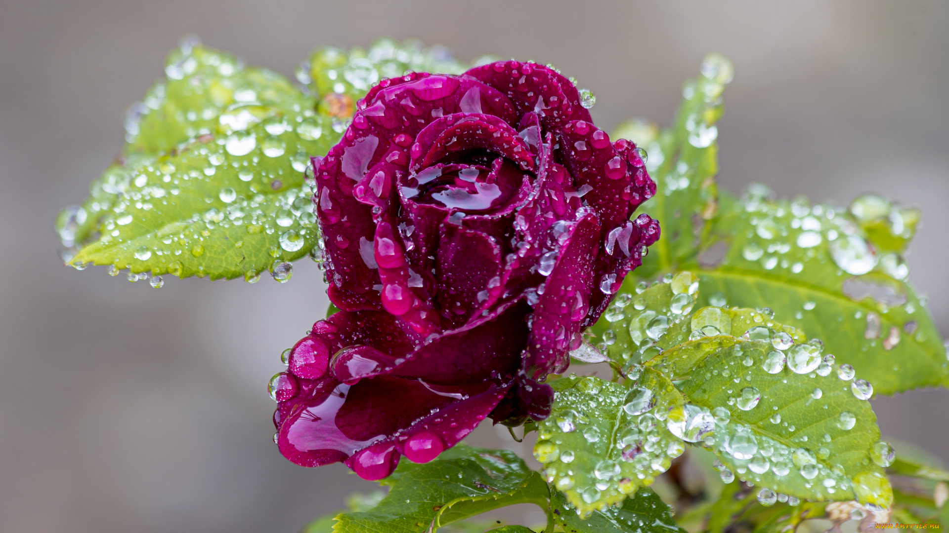 цветы, розы, лепестки, бутон