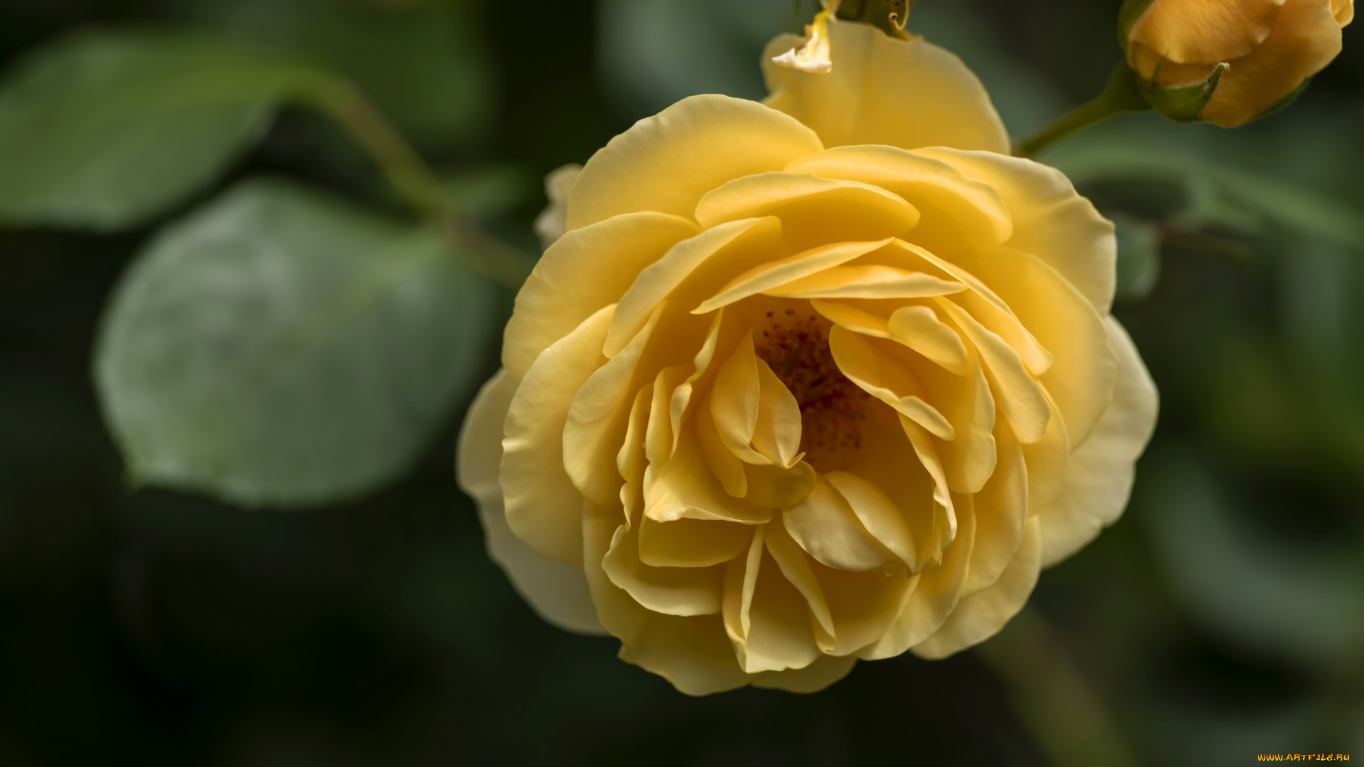 цветы, розы, лепестки, бутон