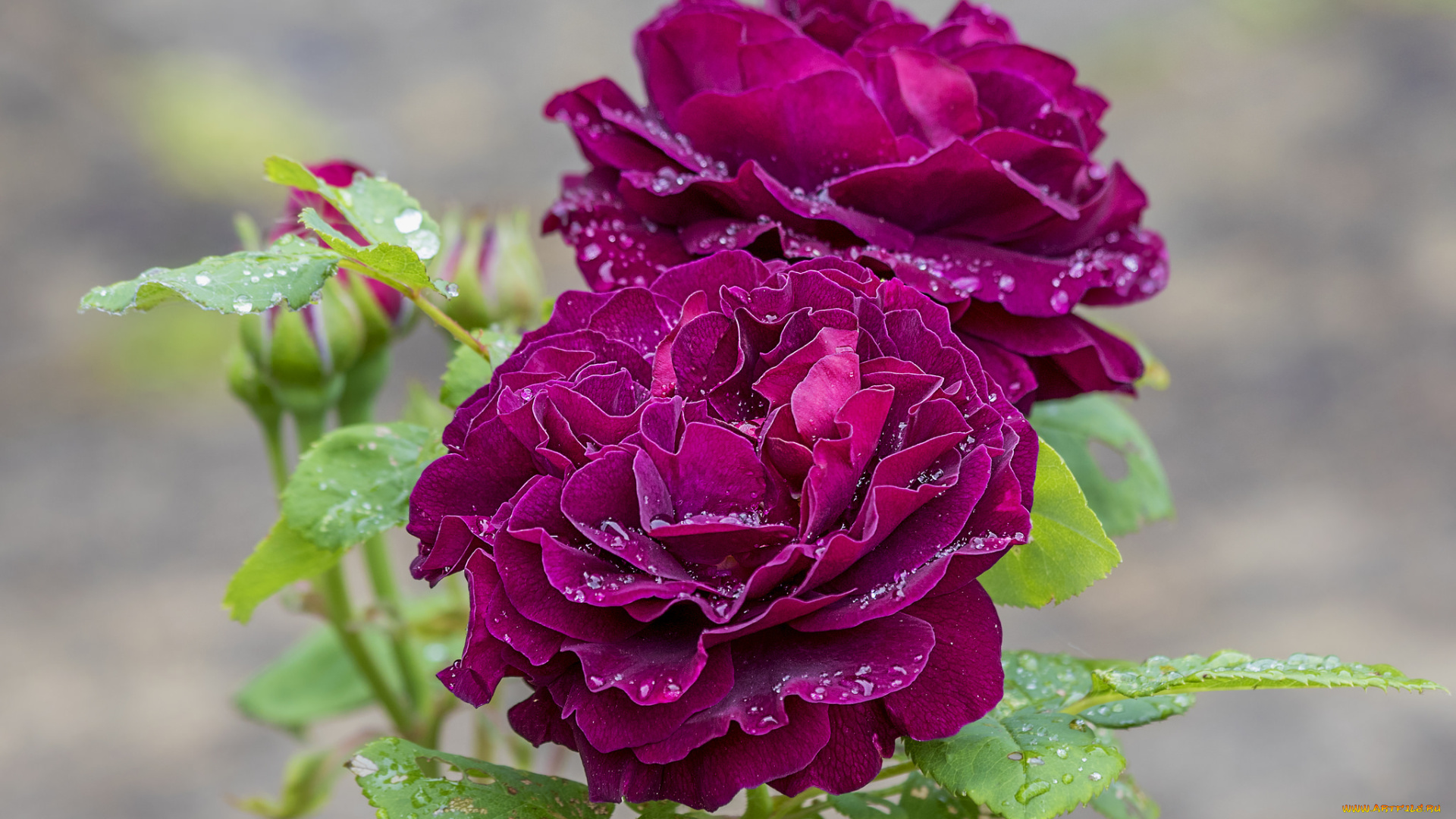 цветы, розы, лепестки, бутон