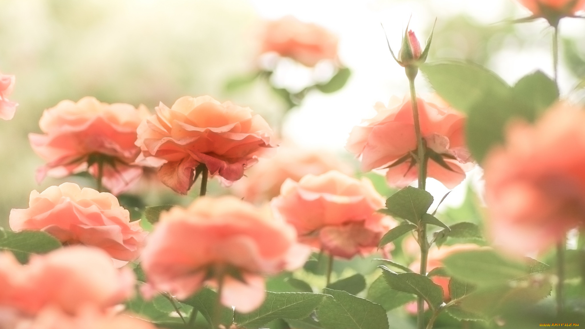 цветы, розы, природа, лето, цветение