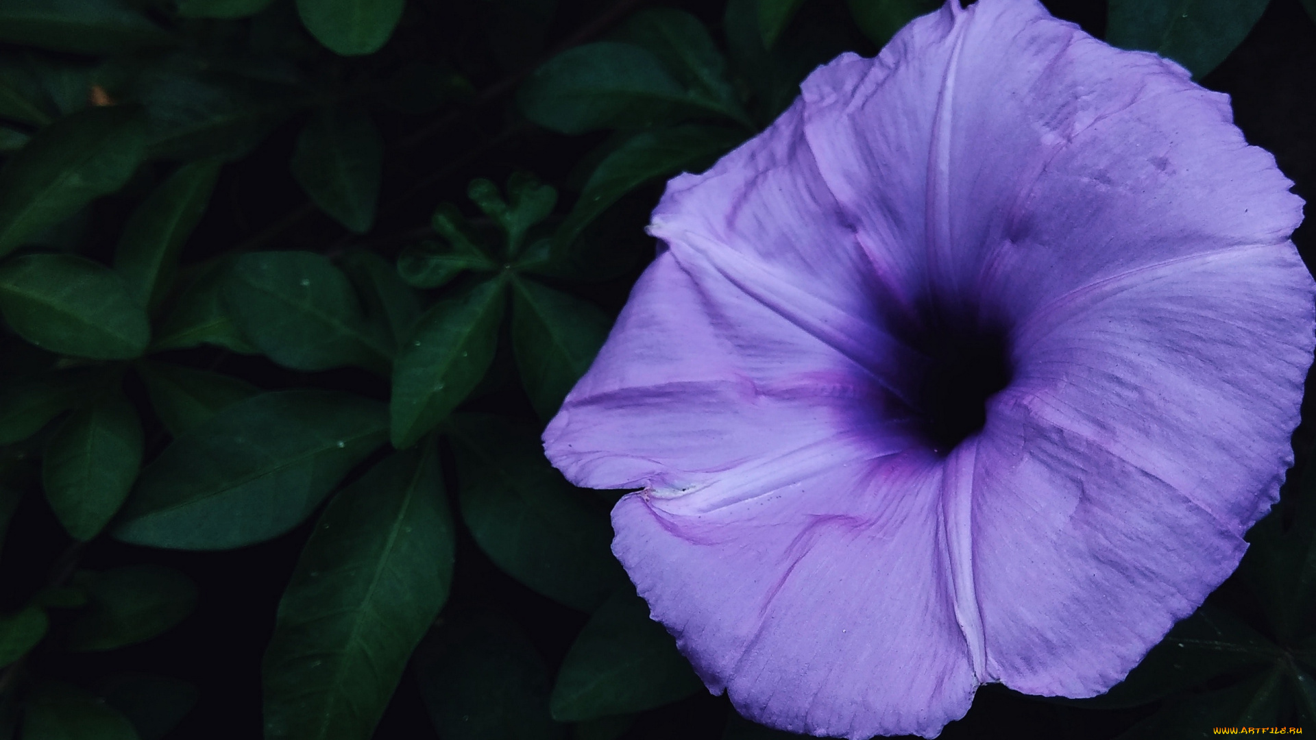 цветы, вьюнки, , ипомеи, макро