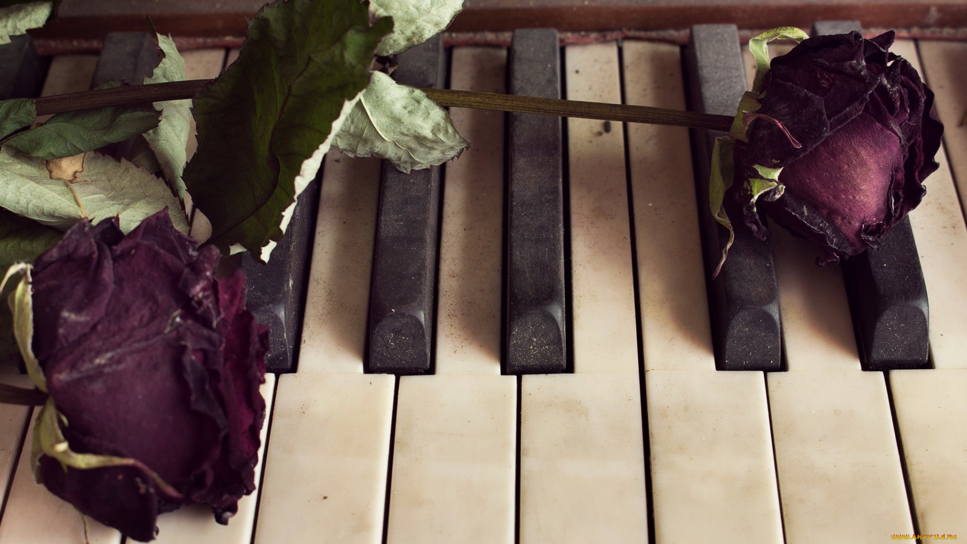 музыка, -музыкальные, инструменты, клавиши, цветок