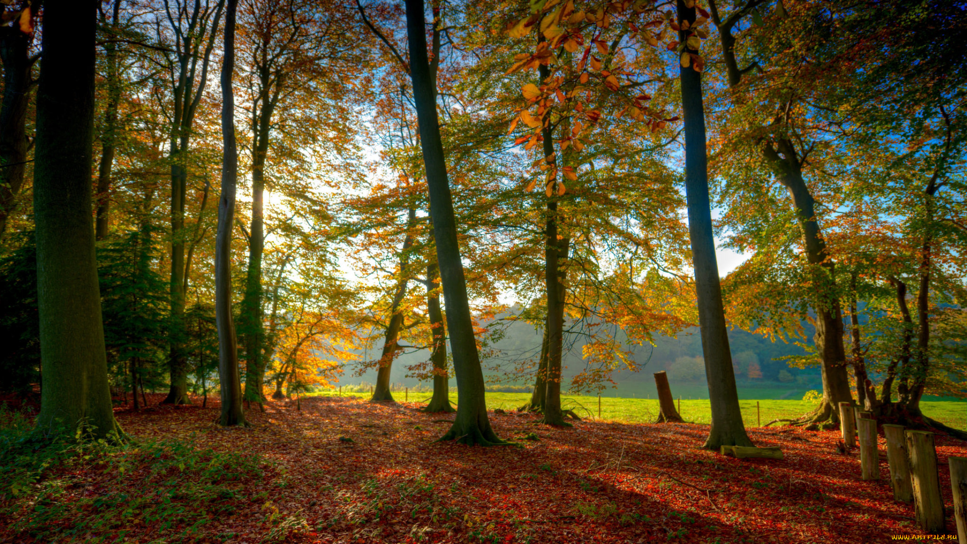 природа, лес, простор