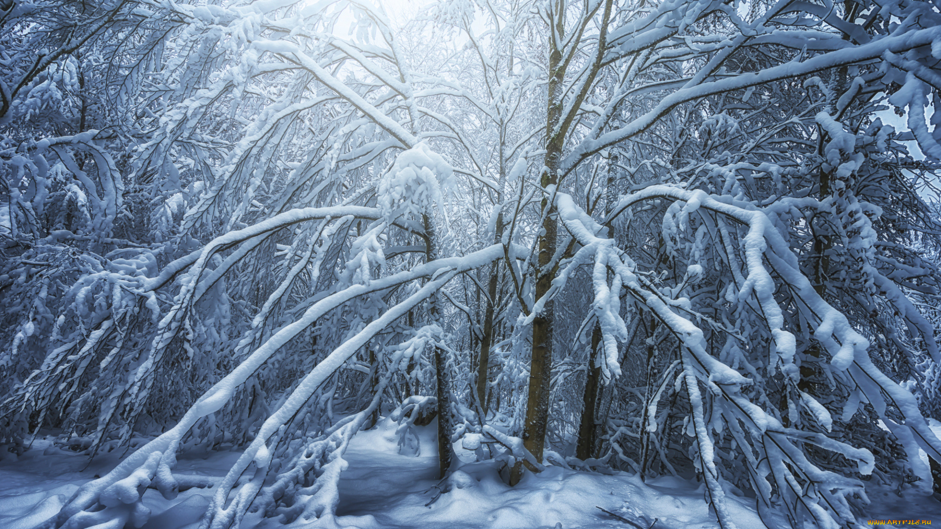 природа, лес, снег, деревья