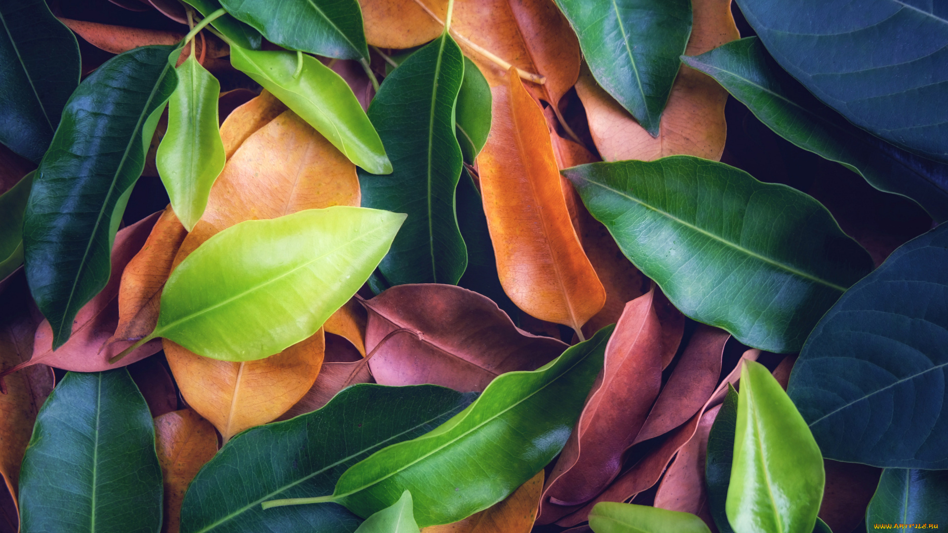 природа, листья, background, leaves, colorful, texture, фон