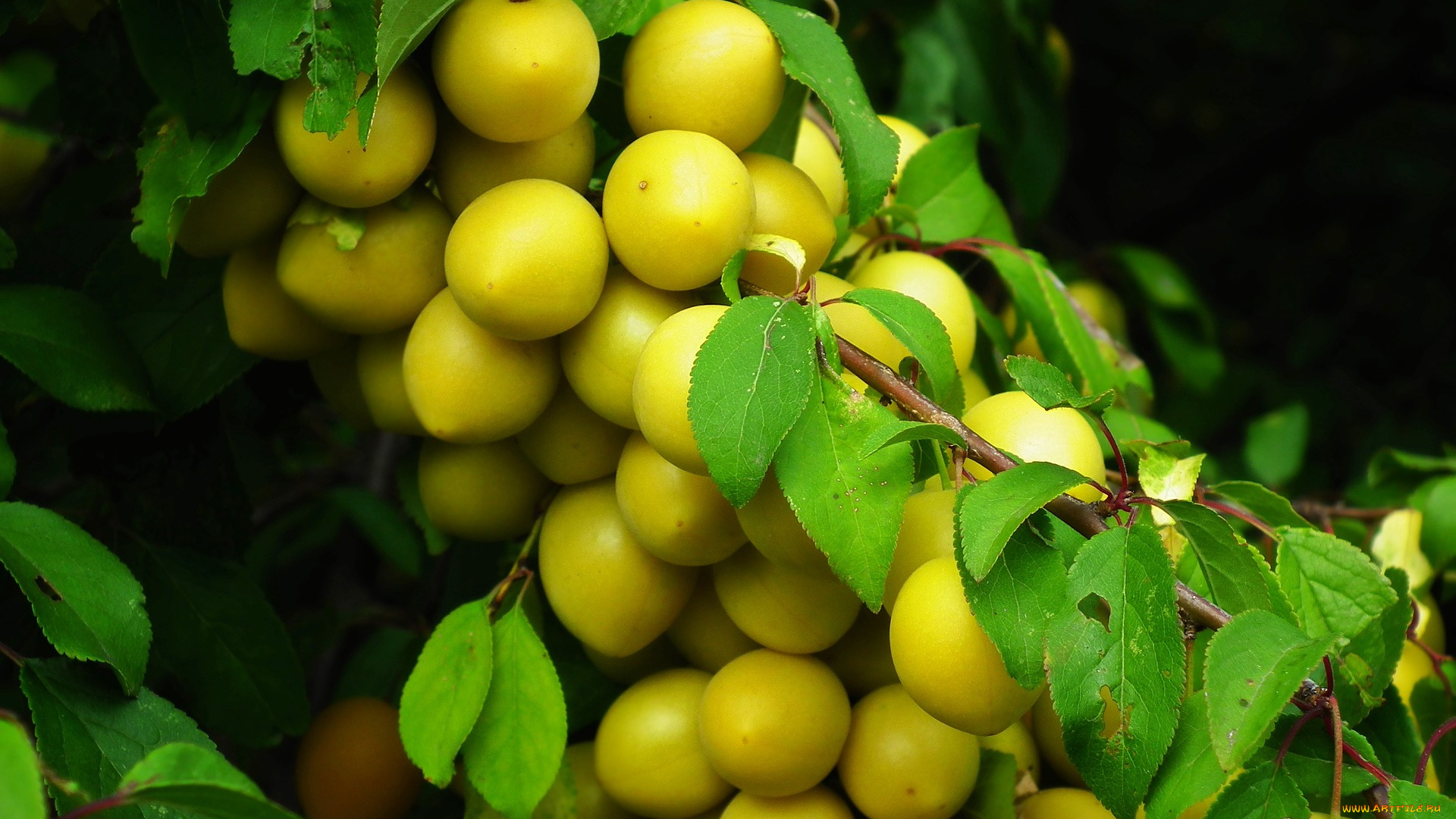 природа, плоды, дерево