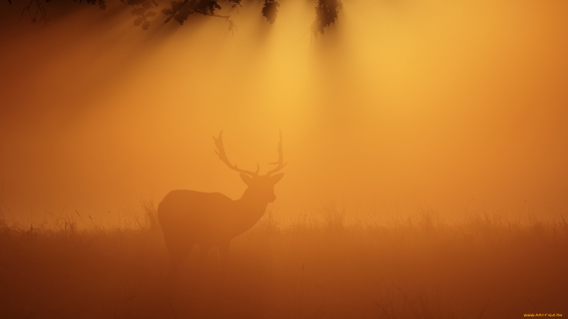 животные, олени, ночь, туман, олень