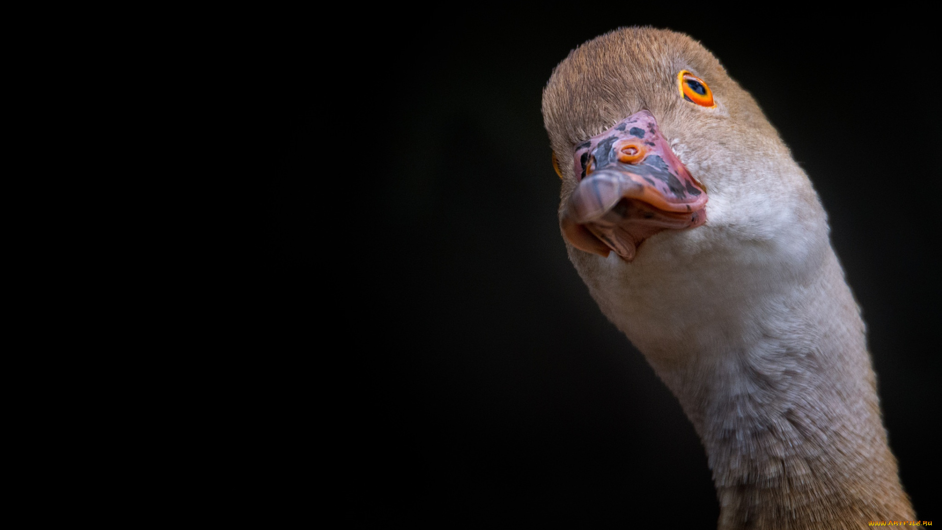 животные, утки, фон, утка, птица