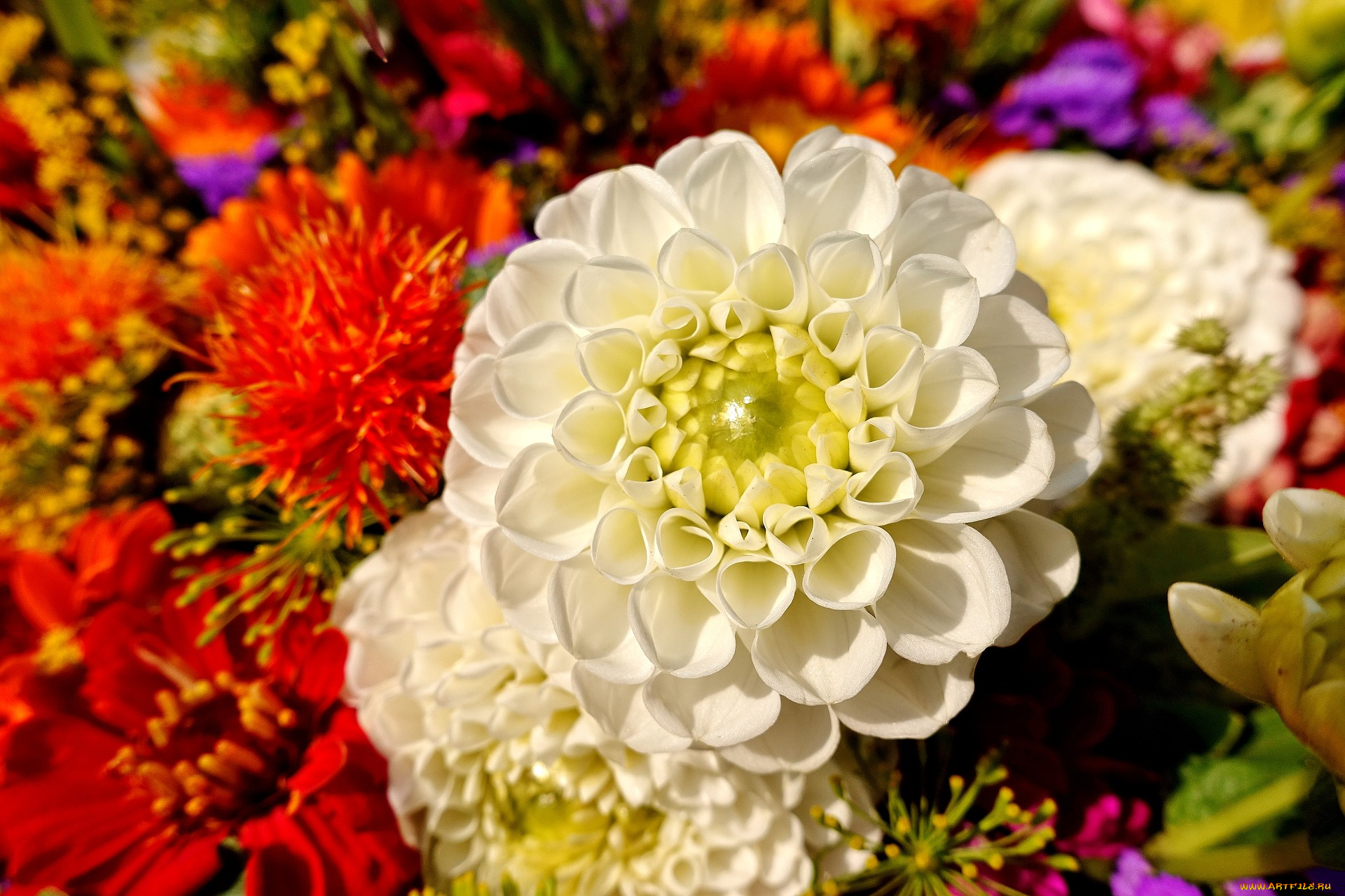 цветы, хризантемы, белый, цветок