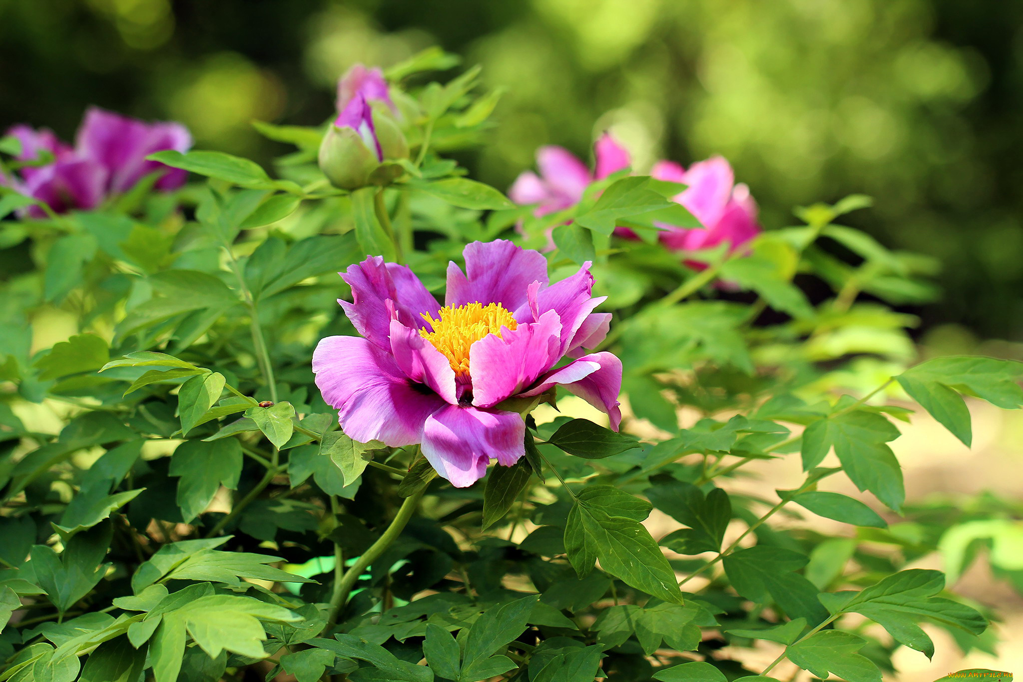 цветы, пионы, древовидный