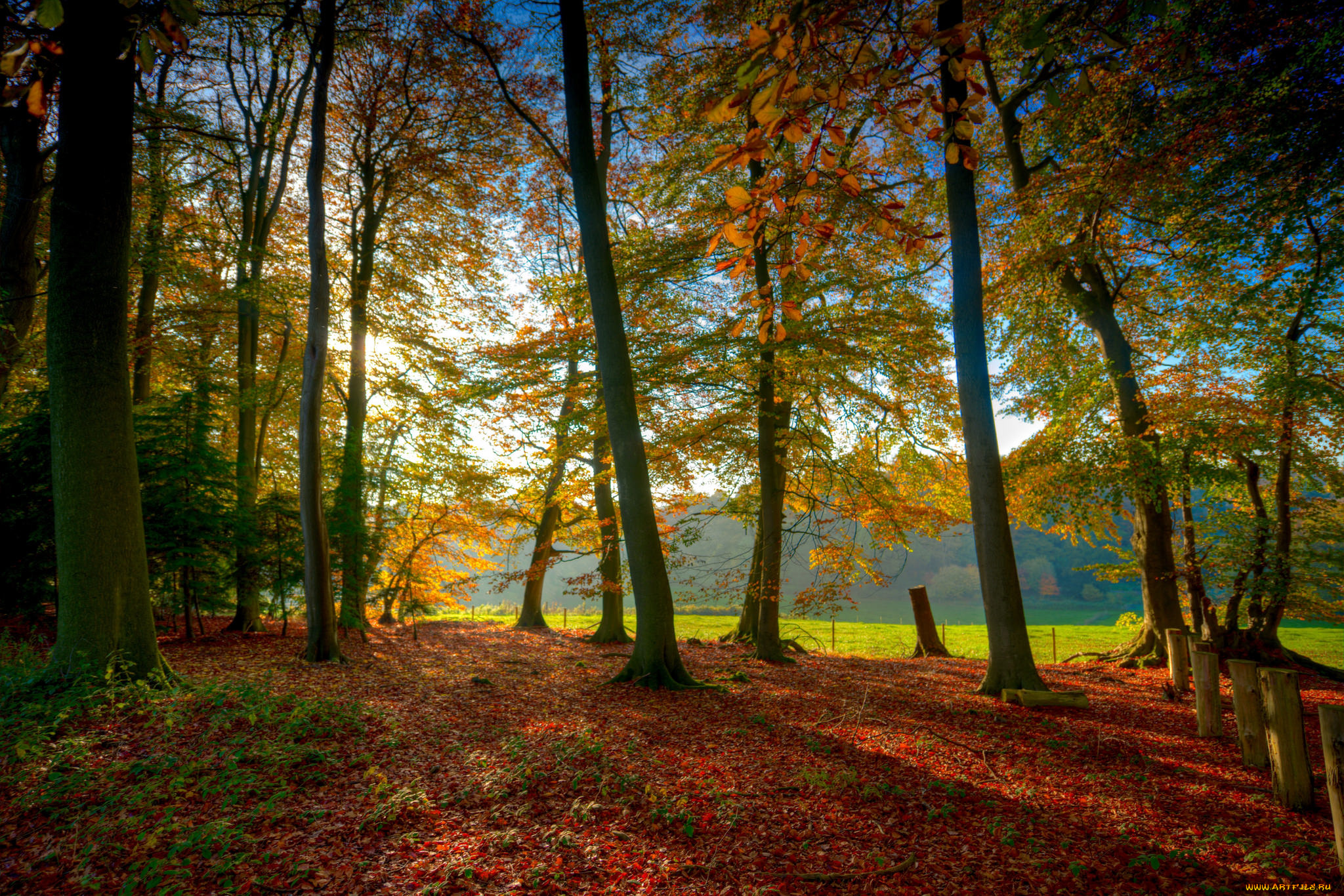 природа, лес, простор