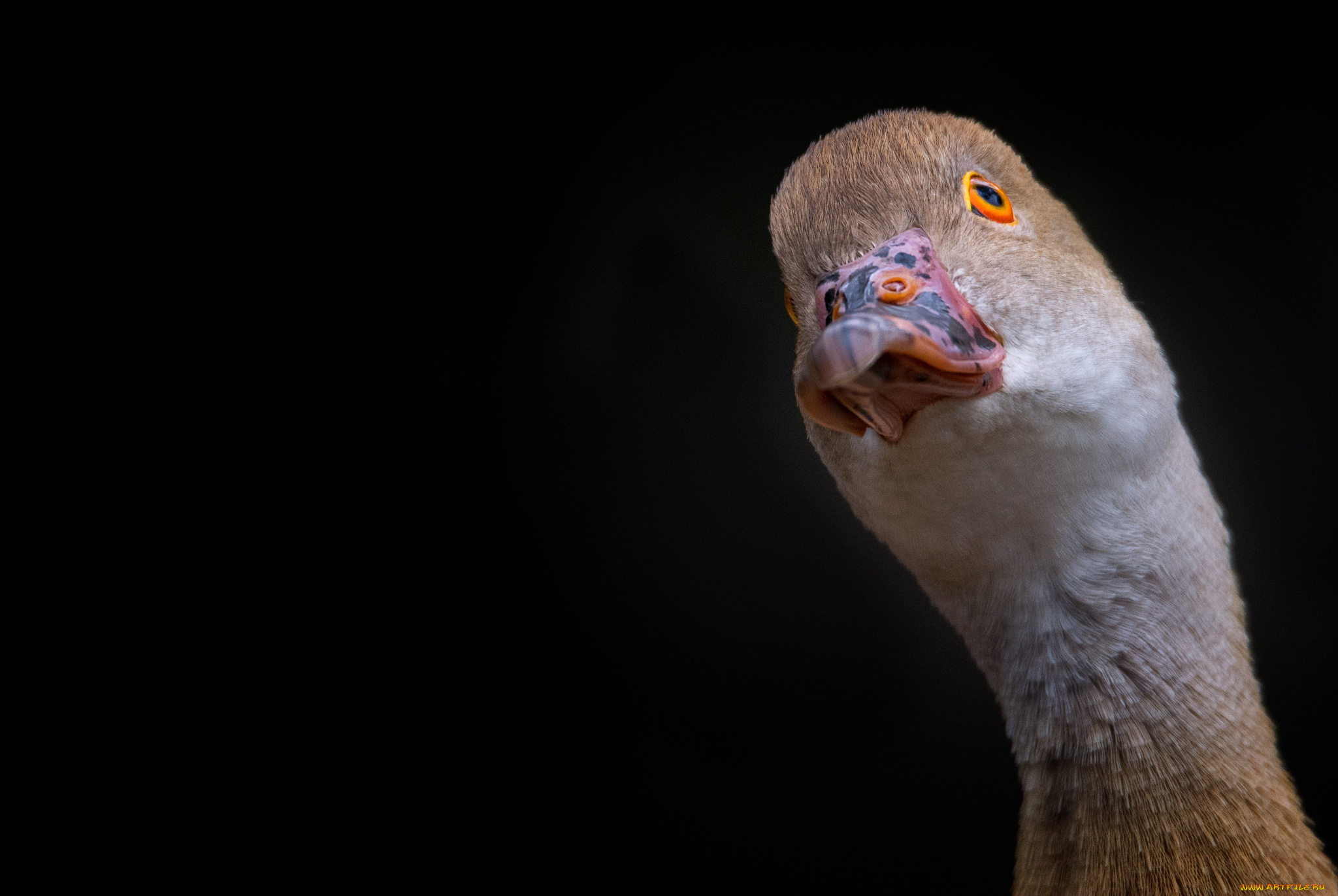 животные, утки, фон, утка, птица