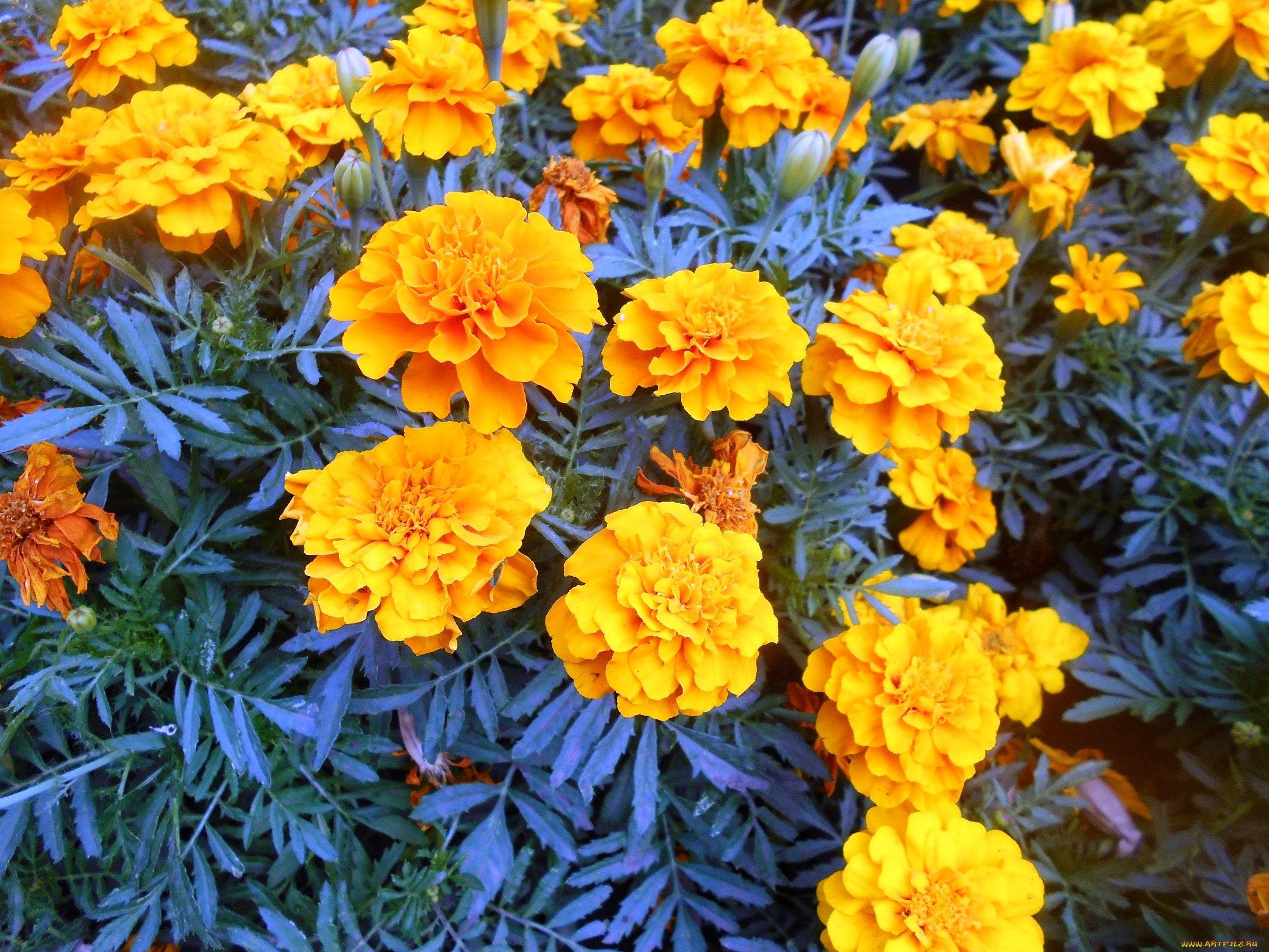 цветы, бархатцы